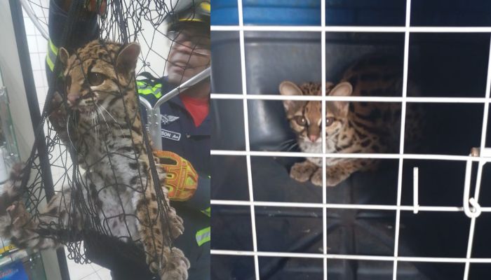 Guaraniaçu - Gato-maracajá é resgatado dentro de farmácia